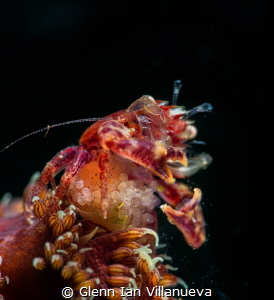 This is a photo of a feeding pregnant seapen crab. Taken ... by Glenn Ian Villanueva 